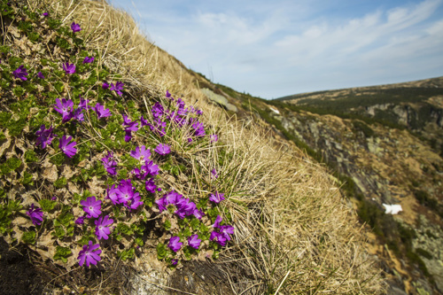 Primula minima in Labský důl Valley